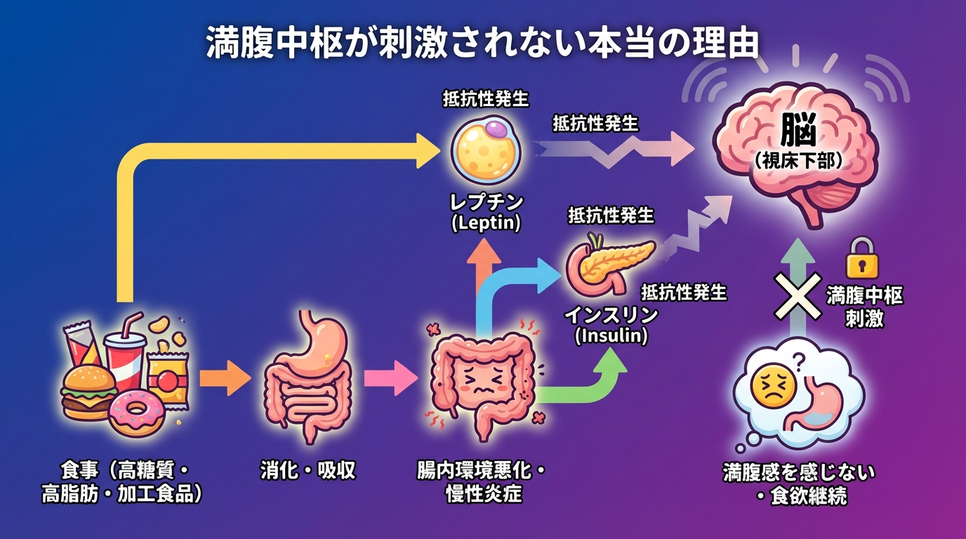 満腹中枢が刺激されない本当の理由の図解