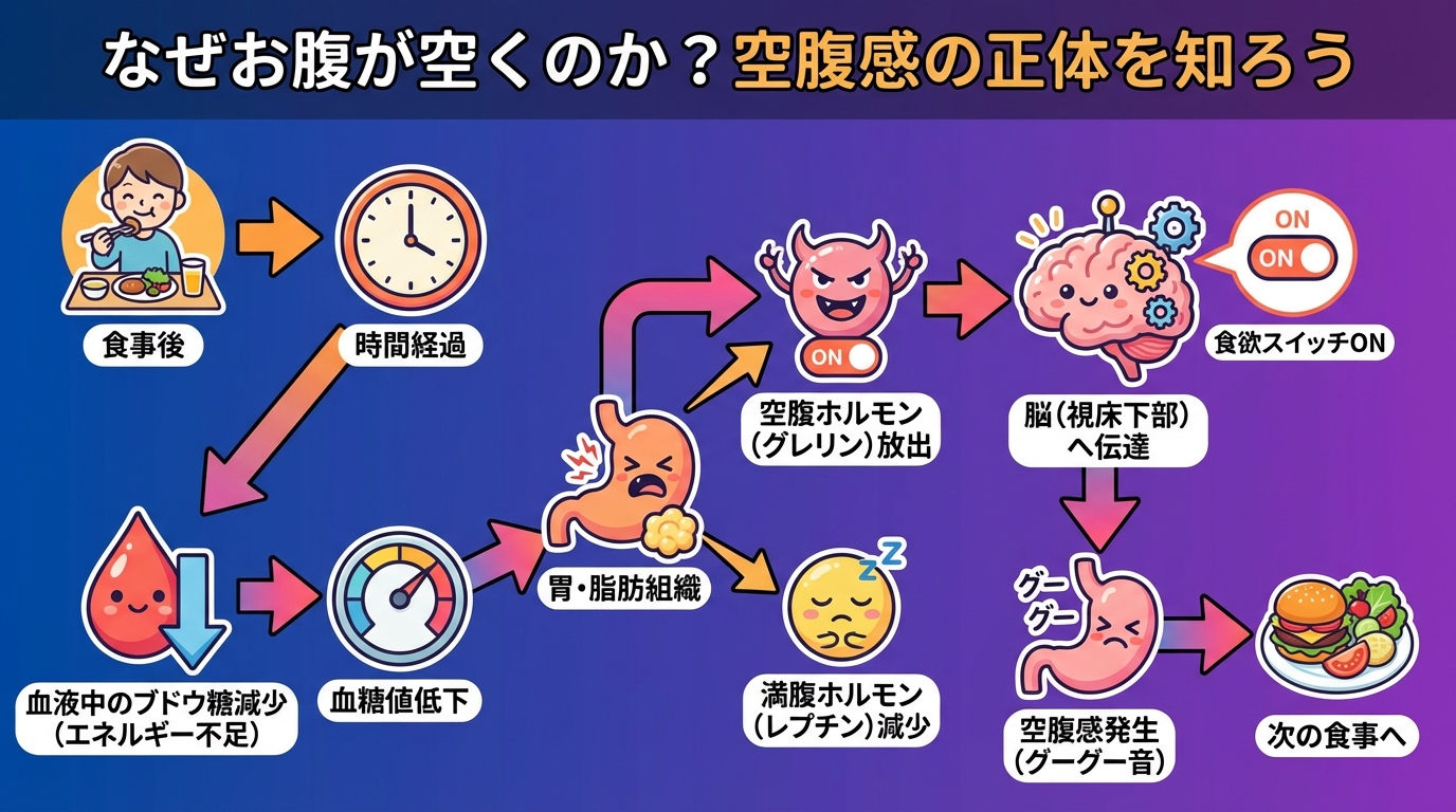 なぜお腹が空くのか?空腹感の正体を知ろうの図解
