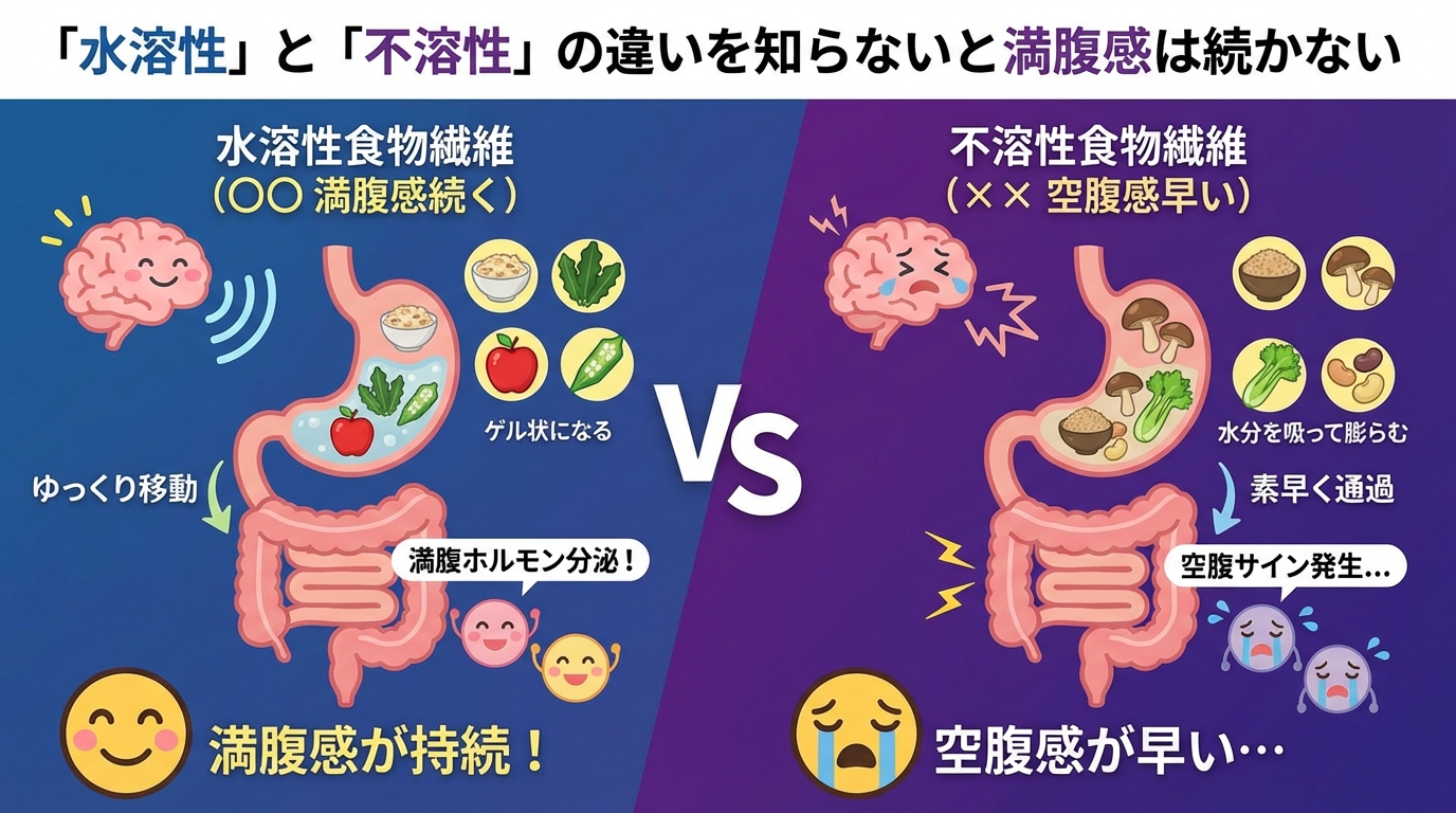 「水溶性」と「不溶性」の違いを知らないと満腹感は続かないの図解