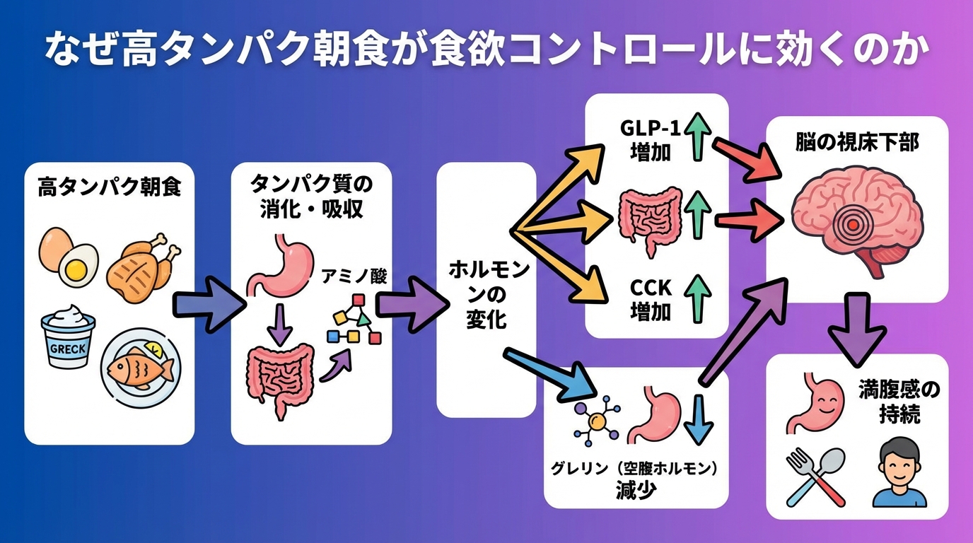 なぜ高タンパク朝食が食欲コントロールに効くのかの図解